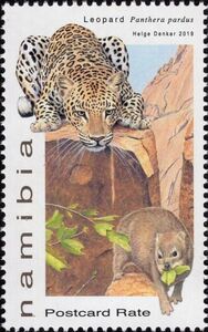 Leopard (Panthera pardus)