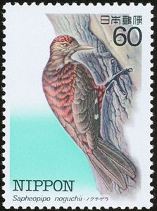 Okinawa Woodpecker (Sapheopipo noguchii)