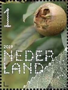 Common Medlar (Mespilus germanica)