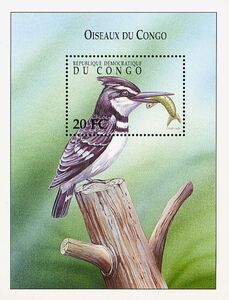 Pied Kingfisher (Ceryle rudis)