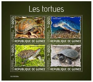 Turtles