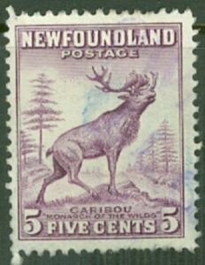 Caribou (Rangifer tarandus terraenovae)