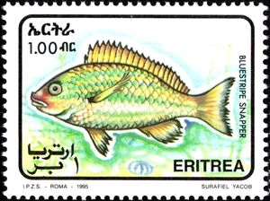 Bluestripe Snapper (Lutjanus kasmira)
