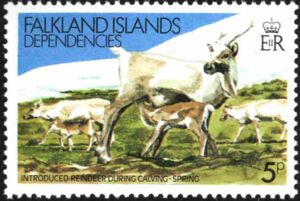 Reindeer (Rangifer tarandus)