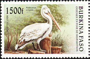 Dalmatian Pelican (Pelecanus crispus)