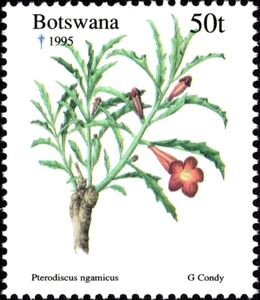 Pterodiscus ngamicus