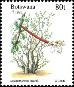 Sesamothamnus lugardii