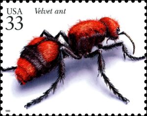Red Velvet Ant (Dasymutilla occidentalis)