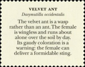 Red Velvet Ant (Dasymutilla occidentalis)