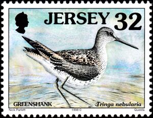 Common Greenshank (Tringa nebularia)