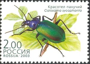 European Calosoma Beetle (Calosoma sycophanta)