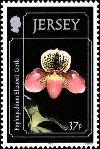 Paphiopedilum "Elizabeth Castle"