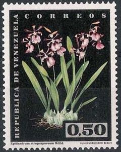 Epidendrum atropurpureum