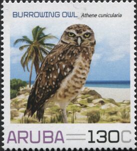 Burrowing Owl (Athene cunicularia)