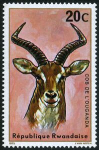 Ugandan Kob (Kobus thomasi)