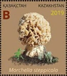 Morchella steppicola
