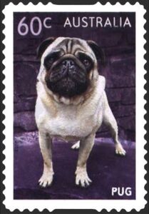 Pug (Canis lupus familiaris)