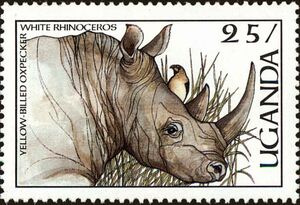 White Rhinoceros, Yellow-billed Oxpecker