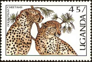 Cheetah (Acinonyx jubatus), Gingerbread Tree