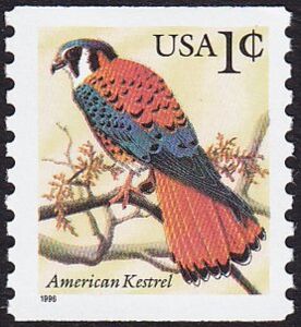American Kestrel (Falco sparverius)
