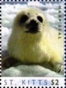 Harp seal