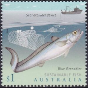 Blue Grenadier (Macruronus novaezelandiae)