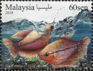 Pearl Gourami (Trichogaster leeri)