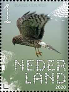 Hen Harrier (Circus cyaneus)