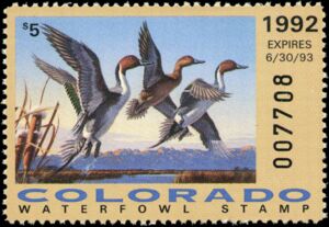 Northern pintail (Anas acuta)