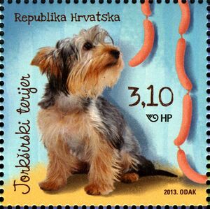 Yorkshire-Terrier (Canis lupus familiaris)