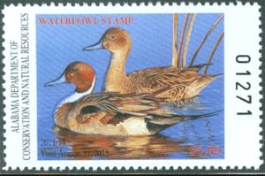 Northern pintail (Anas acuta)