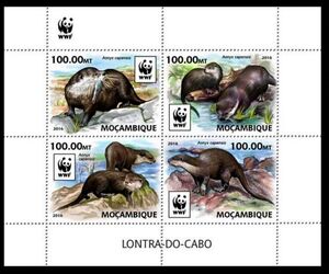 WWF Otter (Aonyx capensis)