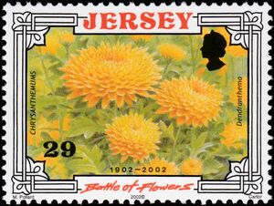 Chrysanthemums (Dendranthema)