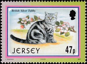 British Silver Tabby (Felis silvestris catus)