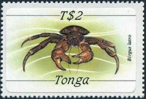 Coconut Crab (Birgus latro)