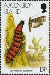 Cactoblastis cactorum