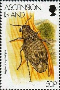 Algarobius prosopis
