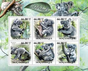 Koala (Phascolarctos cinereus)