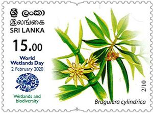 Bruguiera cylindrica