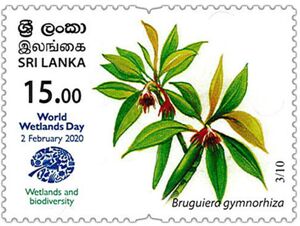 Bruguiera gymnorhiza