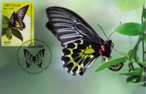 Golden birdwing (Troides aeacus)