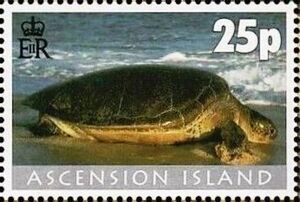 Chelonia mydas