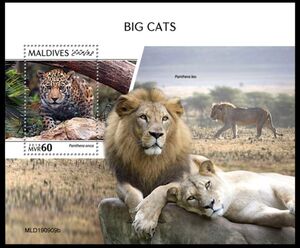 Jaguar (Panthera onca)