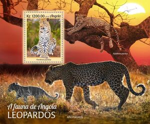 Leopard (Panthera pardus)