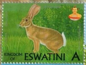 Scrub Hare (Lepus saxatilis)