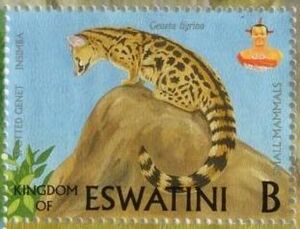 Rusty-spotted Genet (Genetta tigrina)
