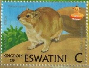 Rock Rabbit (Procavia capensis)