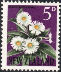 Mountain Daisy (Celmisia coriacea)