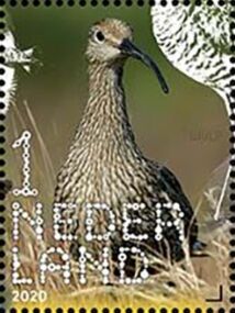Eurasian Curlew (Numenius arquata)