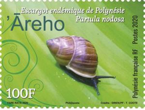 Polynesian Tree Snail (Partula nodosa)
